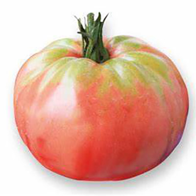 piantine pomodori Belmonte