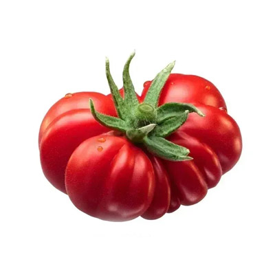 piantine pomodori Casalino