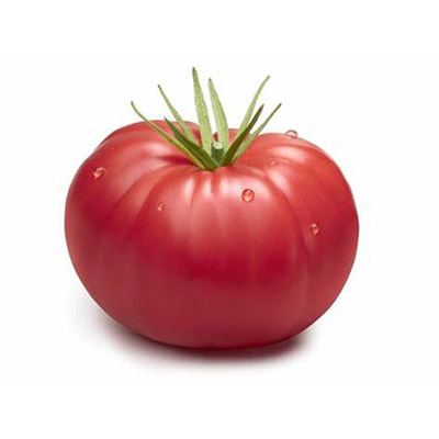 piantine pomodori Patataro
