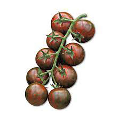 piantare pomodoro ciliegino nero l'orto di casa mia di stefano storgato