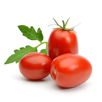 piantine pomodori Roma